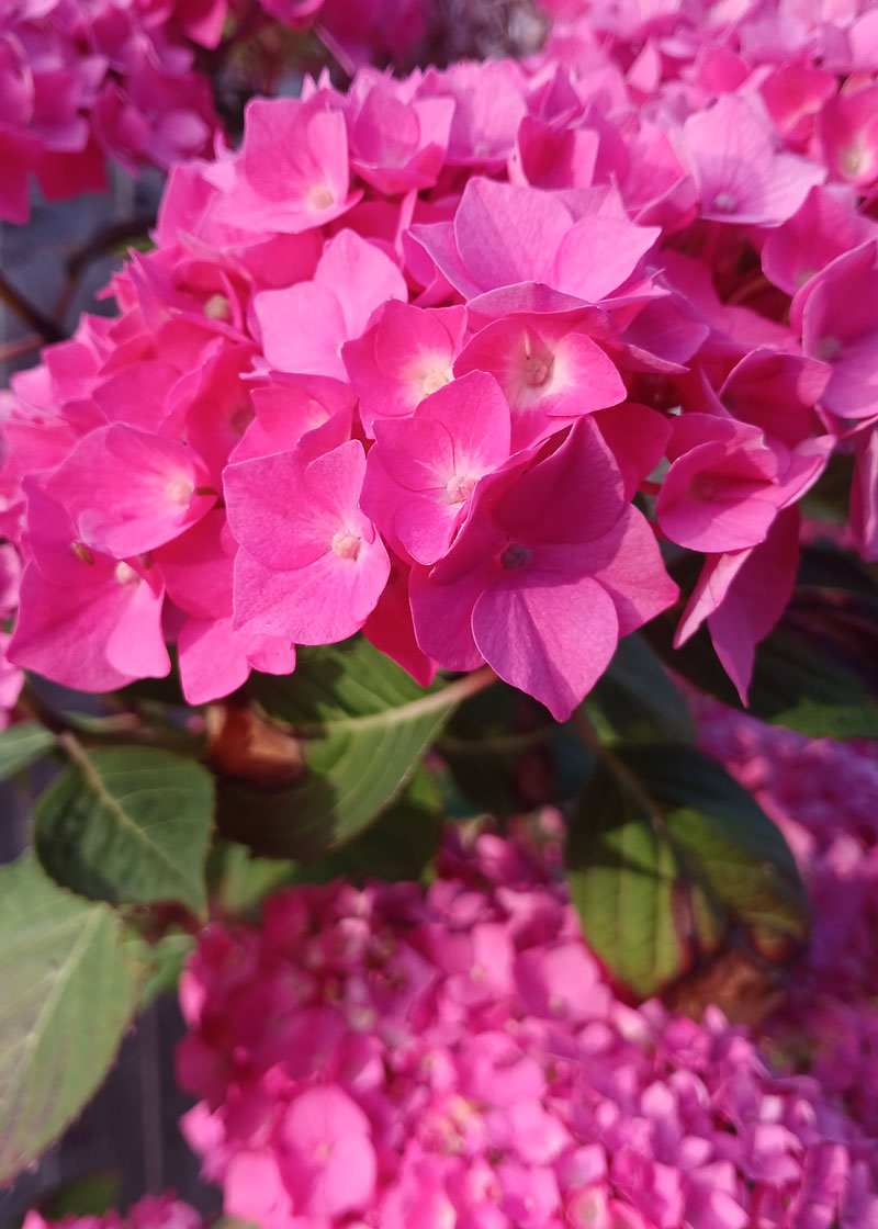 Fuchsia hydrangeas